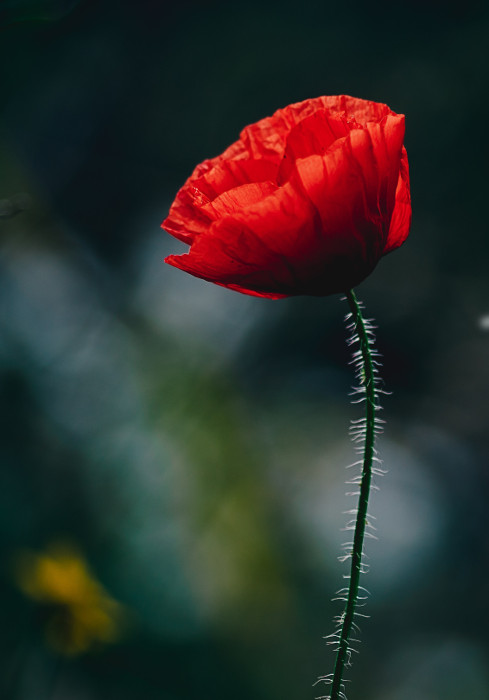 Choral service - Mozart's Requiem in D minor